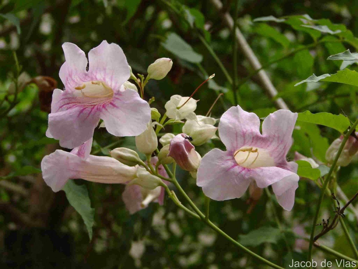 Podranea ricasoliana (Tanfani) Sprague
